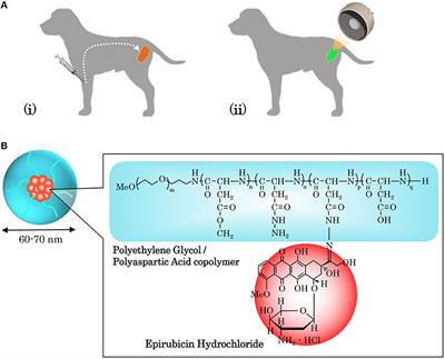 Sonodynamic Therapy With Anticancer Micelles and High-Intensity Focused Ultrasound in Treatment of Canine Cancer